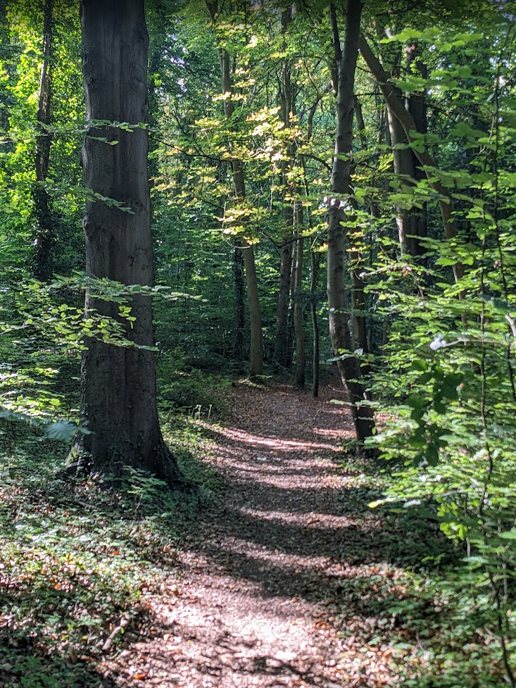 Trees in Halton Wood